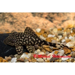 Panaque schaeferi L203 